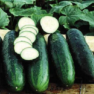 Bush Crop Cucumber - St. Clare Heirloom Seeds