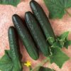 Bush Crop Cucumber - St. Clare Heirloom Seeds