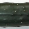 Cucumber - Marketmore 76 - St. Clare Heirloom Seeds