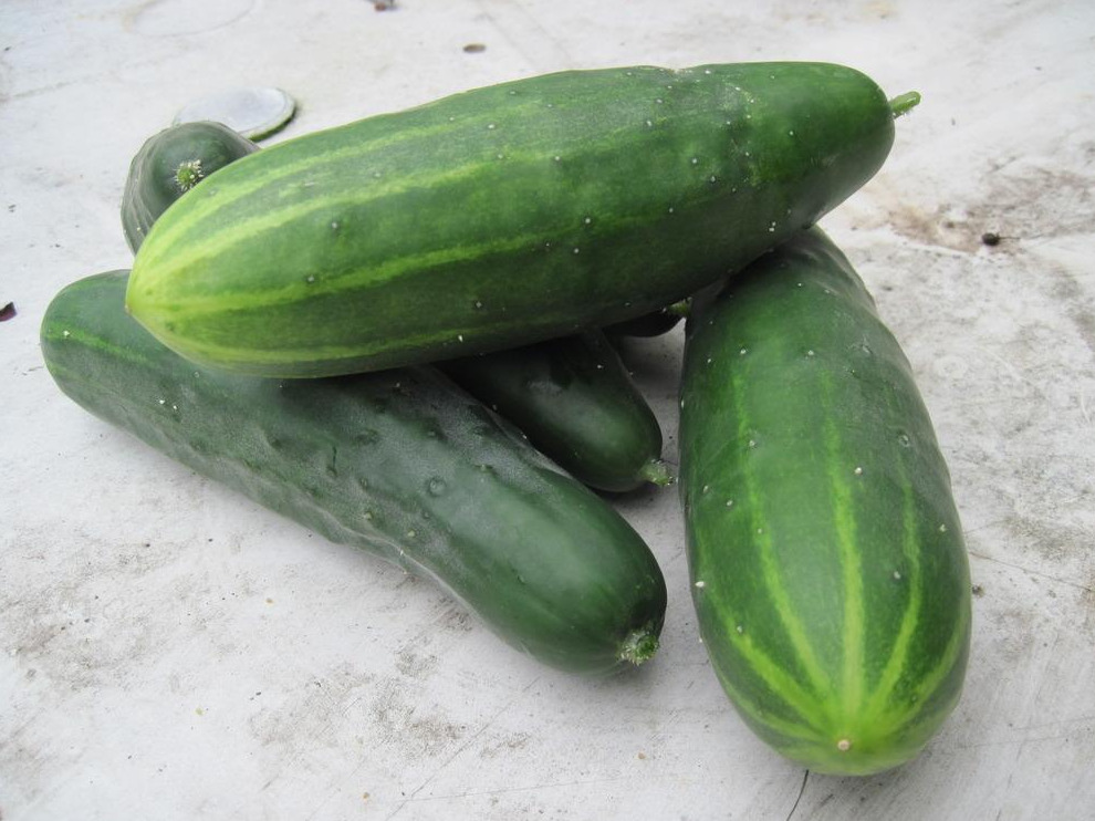 Cucumber - Marketmore 76 - St. Clare Heirloom Seeds