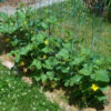 Cucumber - Marketmore 76 - St. Clare Heirloom Seeds