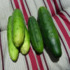 Cucumber - Marketmore 76 - St. Clare Heirloom Seeds