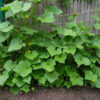 Cucumber - Marketmore 76 - St. Clare Heirloom Seeds