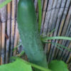 Cucumber - Marketmore 76 - St. Clare Heirloom Seeds Photo Credit RobynAnne