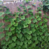 Cucumber - Marketmore 76 - St. Clare Heirloom Seeds Photo Credit RobynAnne