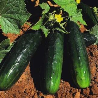 Spacemaster 80 Bush Cucumber - St. Clare Heirloom Seeds