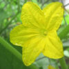 Cucumber - Spacemaster 80 Bush - Image 4