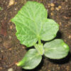 Cucumber - Spacemaster 80 Bush - Image 5