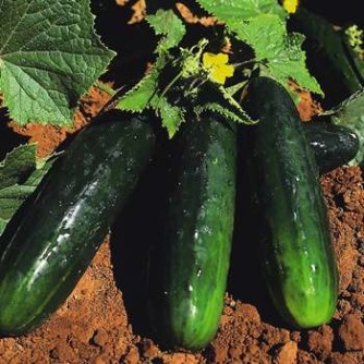 Spacemaster 80 Bush Cucumber - St. Clare Heirloom Seeds