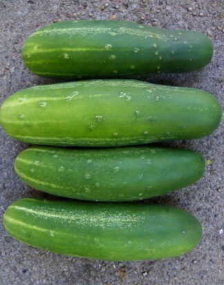 Cucumber, Slicing - Straight Eight - St. Clare Heirloom Seeds