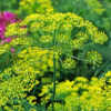 Bouquet Dill - St. Clare Heirloom Seeds
