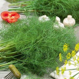 Dukat Dill - St. Clare Heirloom Seeds