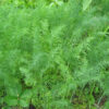 Mammoth Long Island Dill - St. Clare Heirloom Seeds