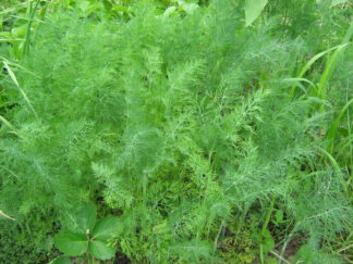 Mammoth Long Island Dill - St. Clare Heirloom Seeds