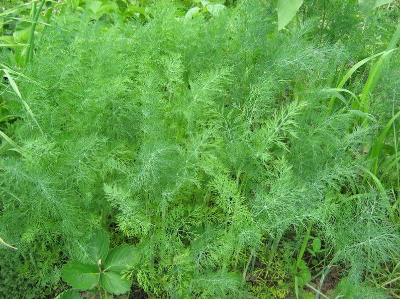 Mammoth Long Island Dill - St. Clare Heirloom Seeds