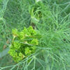 Herb - Dill Mammoth Long Island - Image 2
