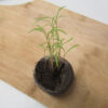 Dill - bouquet - St. Clare Heirloom seeds