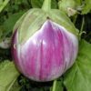 Rosa Bianca Eggplant - St. Clare Heirloom Seeds