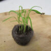 Florence Fennel Seedling - St. Clare Heirloom Seeds