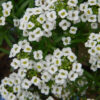 Carpet of Snow Alyssum - St. Clare Heirloom Seeds