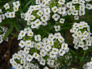 Carpet of Snow Alyssum - St. Clare Heirloom Seeds