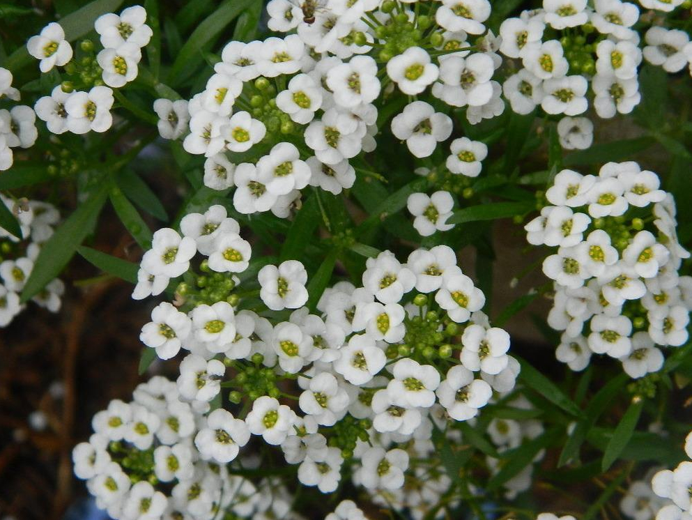 Carpet of Snow Alyssum - St. Clare Heirloom Seeds