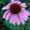 Echinacea Purpurea Coneflower - St. Clare Heirloom Seeds Photo Credit PJ Smith