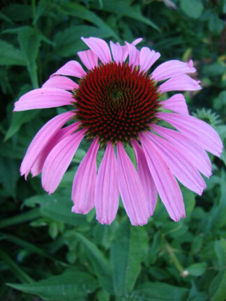 Echinacea Purpurea Coneflower - St. Clare Heirloom Seeds Photo Credit PJ Smith