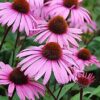 Echinacea Purpurea Coneflower - St. Clare Heirloom Seeds Photo Credit PJ Smith