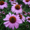 Echinacea Purpurea Coneflower - St. Clare Heirloom Seeds Photo Credit PJ Smith