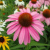 Echinacea Purpurea Coneflower - St. Clare Heirloom Seeds Photo Credit PJ Smith