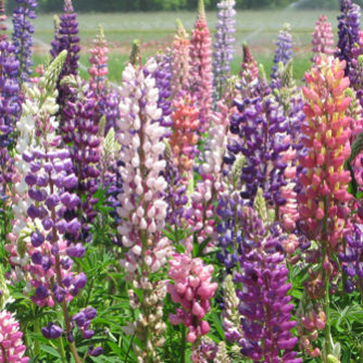Flower - Russel Lupine - St. Clare Heirloom Seeds