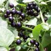 Garden Huckleberry - St. Clare Heirloom Seeds