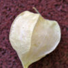 Ground Cherry - Cossack Pineapple - St. Clare Heirloom Seeds - Cheryl Netter