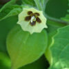 Ground Cherry - Cossack Pineapple - St. Clare Heirloom Seeds - Cheryl Netter