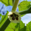 Ground Cherry - Cossack Pineapple - St. Clare Heirloom Seeds - Photo Credit RobynAnne