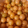 Ground Cherry - Cossack Pineapple - St. Clare Heirloom Seeds - Photo Credit RobynAnne