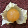 Ground Cherry - Cossack Pineapple - St. Clare Heirloom Seeds - Cheryl Netter