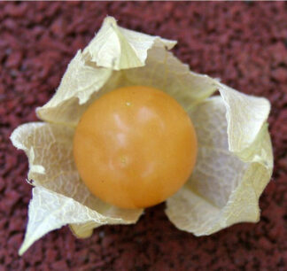 Ground Cherry - Cossack Pineapple - St. Clare Heirloom Seeds - Cheryl Netter