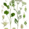 Anise Herb - St. Clare Heirloom Seeds
