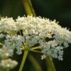 Anise Herb - St. Clare Heirloom Seeds
