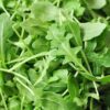 Arugula Roquette Herb - St. Clare Heirloom Seeds