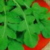 Arugula Roquette Herb - St. Clare Heirloom Seeds