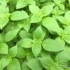Basil Lemon Herb - St. Clare Heirloom Seeds