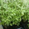 Licorice Basil Herb - St. Clare Heirloom Seeds