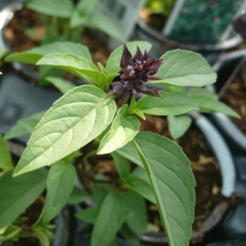 Licorice Basil Herb - St. Clare Heirloom Seeds
