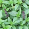 Licorice Basil Herb - St. Clare Heirloom Seeds