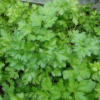 Herb, Annual - Parsley Plain Leaf - St. Clare Heirloom Seeds - Photo credit P.J. Smith