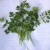 Herb, Annual - Parsley Plain Leaf - St. Clare Heirloom Seeds