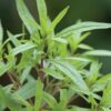 Herb, Annual - Summer Savory - St. Clare Heirloom Seeds
